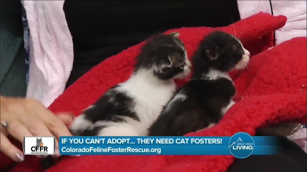 Foster Cats // Colorado Feline Foster Rescue