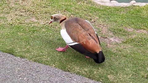 a sad, depressed duck. can we cheer him up?