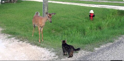 cute cat and DEER FUNNY,VIRAL,BEAUTIFUL,