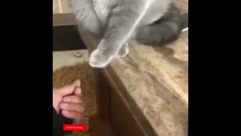 cute cat videos 😹 funny videos 😂1742