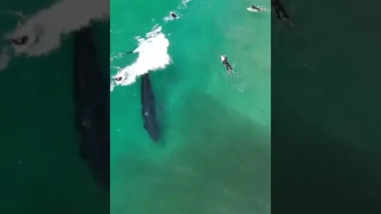 Whale surfing waves like a pro