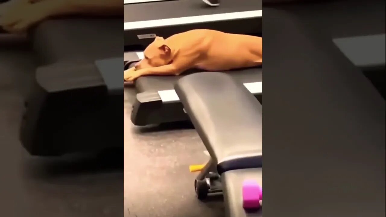 Zazy doggo please 🤣❤️get this viral | #viral | #funnydogs | #trending | #shorts