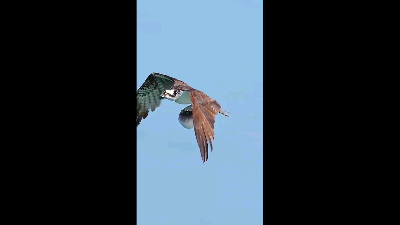 eagle