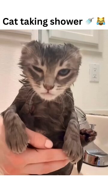 When you think you’re having a bad day, remember this cat’s shower experience 🐱🚿😂 #GrumpyCatGoals