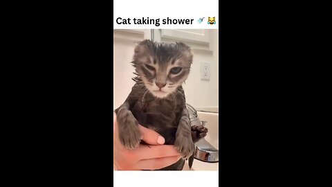 When you think you’re having a bad day, remember this cat’s shower experience 🐱🚿😂 #GrumpyCatGoals