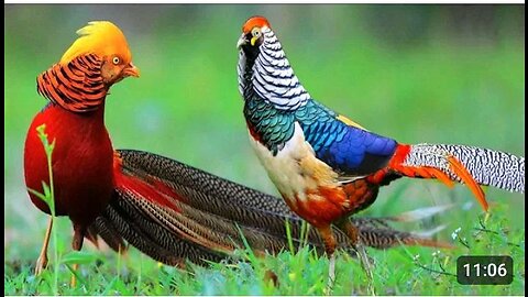 Beautiful golden pheasant and windings birds