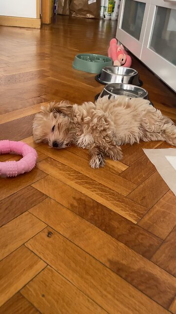 Maltipoo puppy wakes up from nap very sweetly