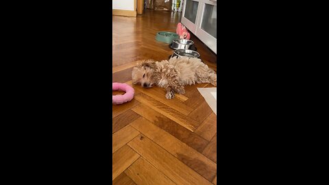 Maltipoo puppy wakes up from nap very sweetly