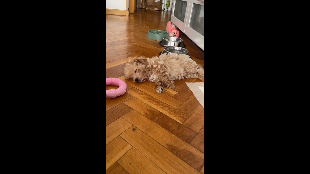 Maltipoo puppy wakes up from nap very sweetly