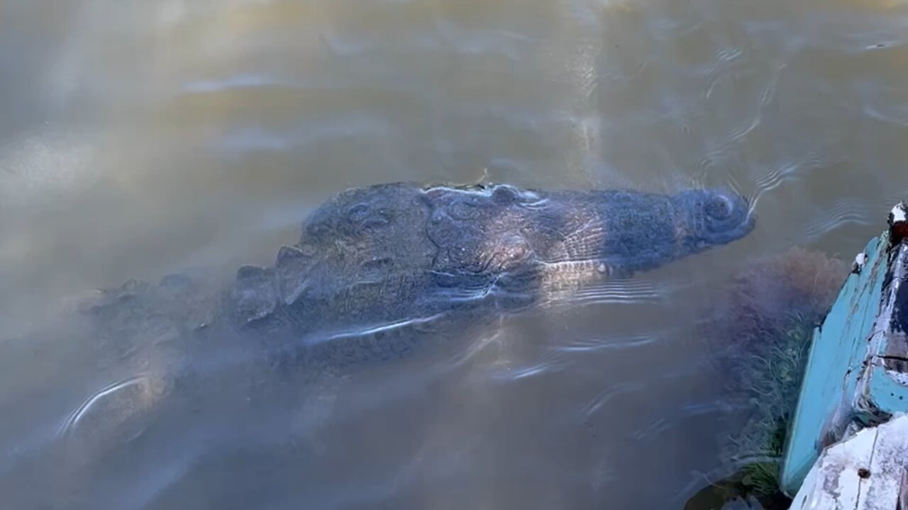 Wild Crocs - Belize