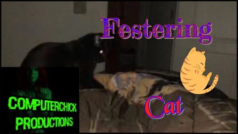 Festering Cat Craziness
