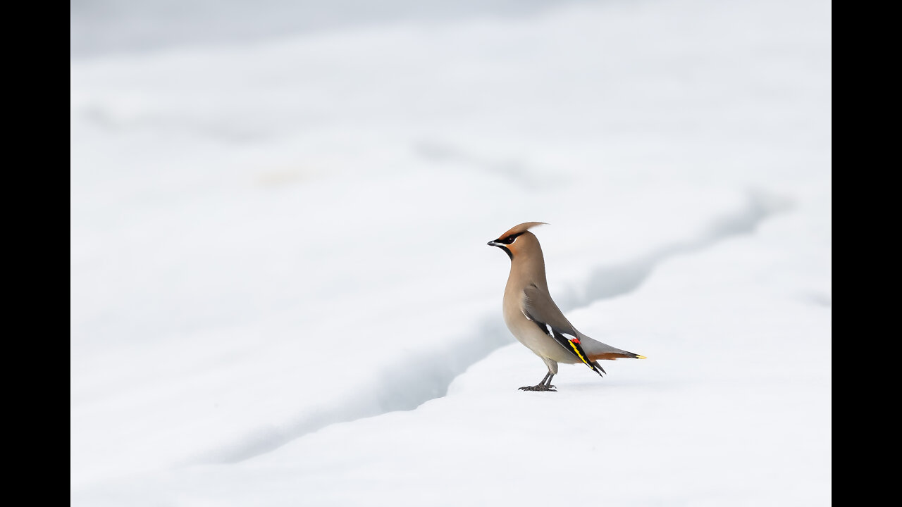 Cedar Waxwing