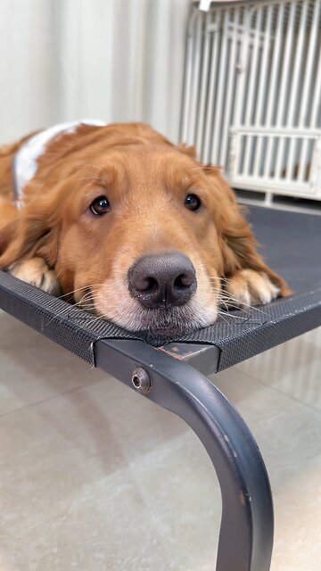 Heartwarming puppy and warm fruit #dailyrecordsofcutepets #goldenretriever