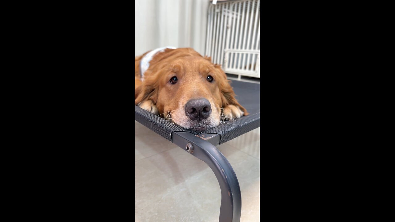 Heartwarming puppy and warm fruit #dailyrecordsofcutepets #goldenretriever