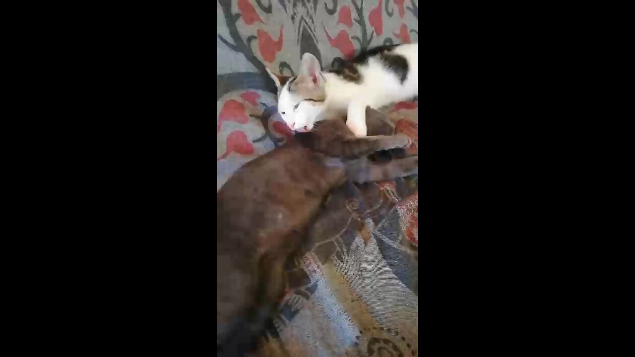cat brothers love eachother