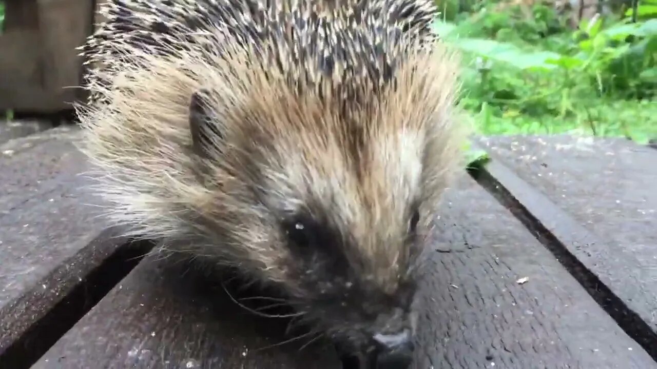 Hedgehog comes closeup and SCARES!