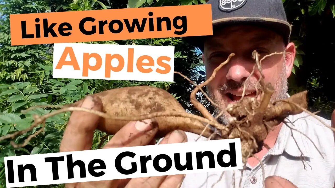 Growing Yacon - The Sweetest Root Ever Dug Out Of The Ground