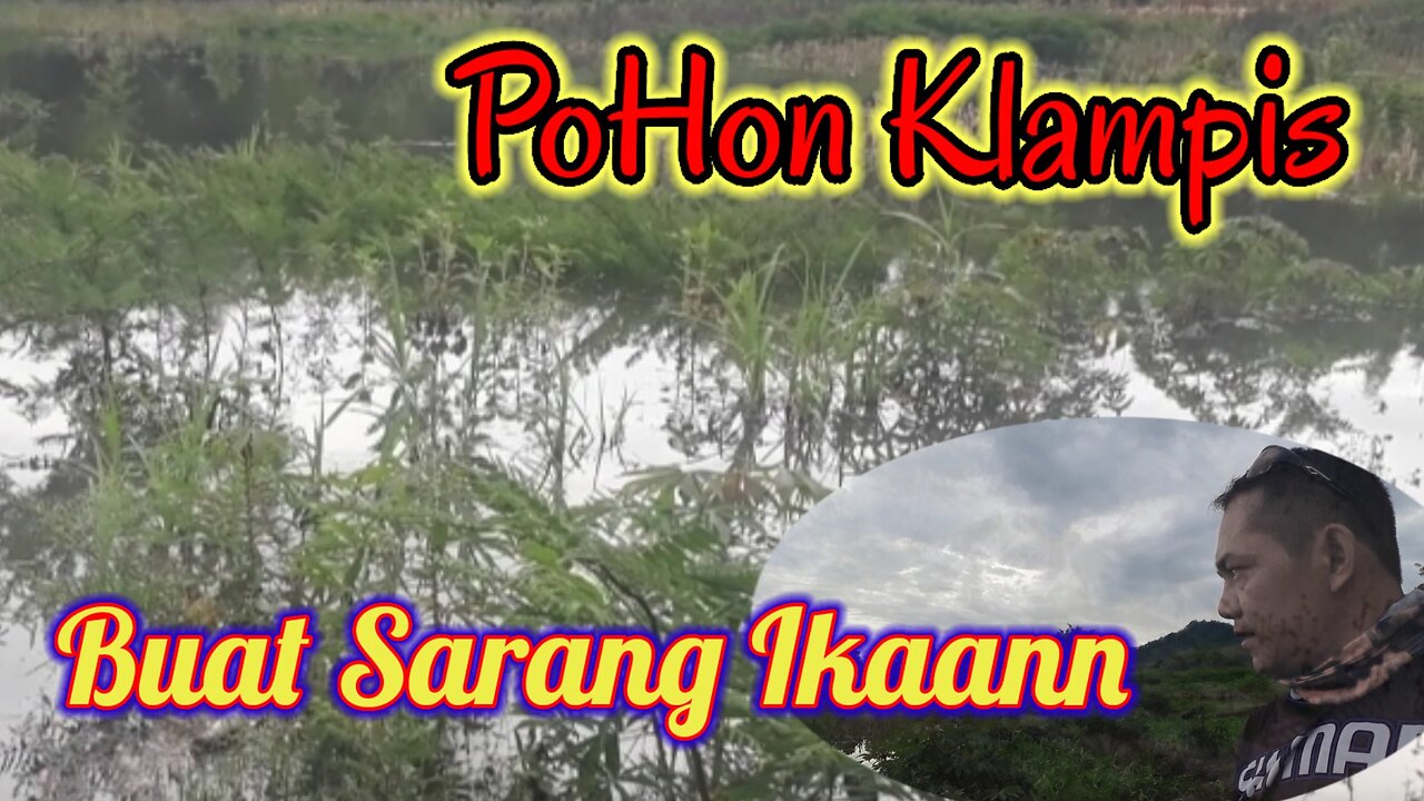 Pohon Klampis jdi Sarang ikan