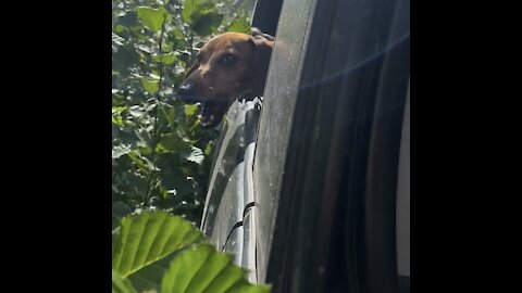 Dogs attack trees with cuteness