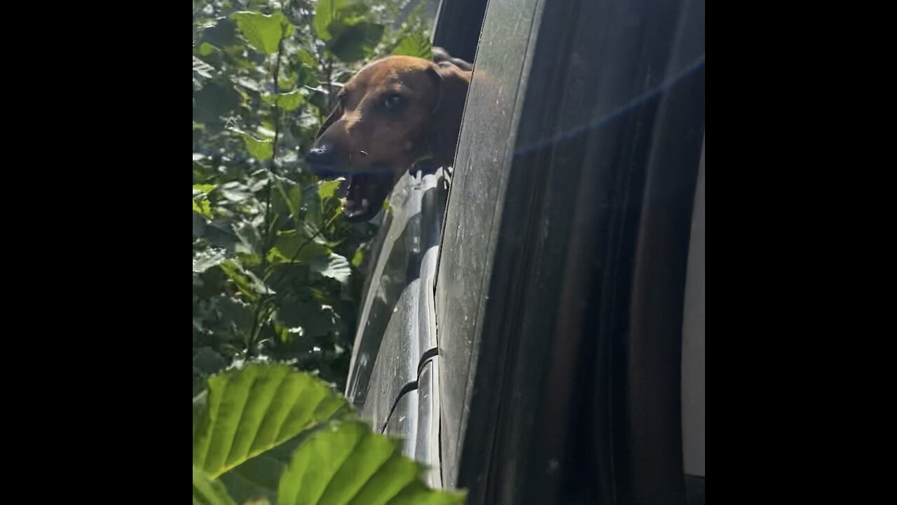 Dogs attack trees with cuteness