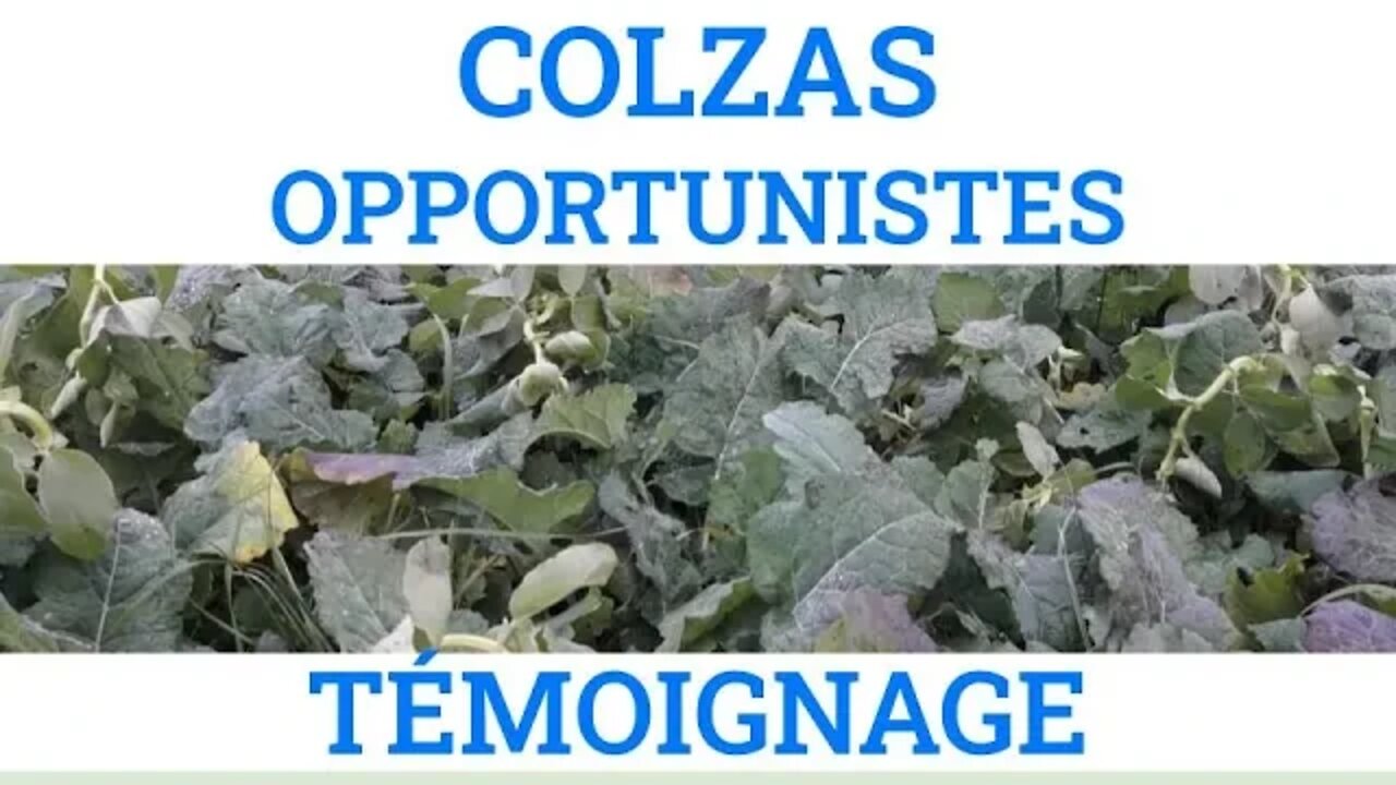 Les colzas opportunistes, pourquoi, comment @Chambre d’agriculture Pays de la Loire