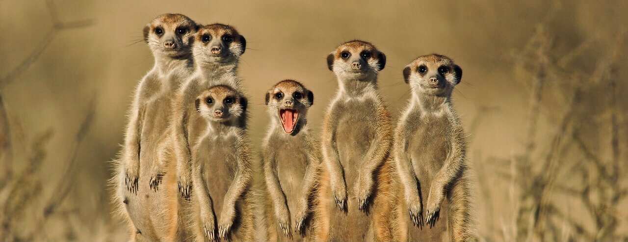 5 Fun Facts About The Meerkat