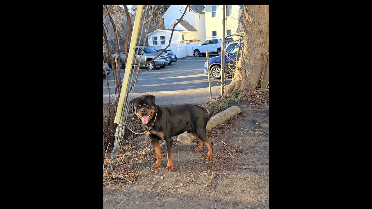 Doneyuno_Rotties