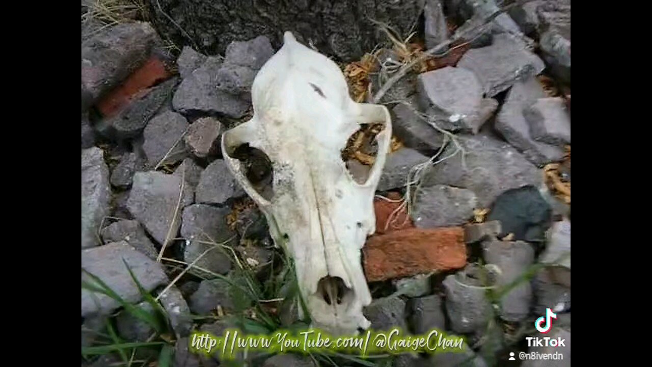 Found a skull...