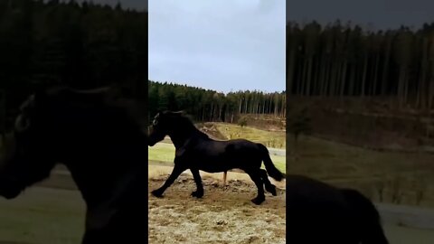 horse