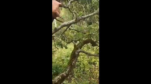 Mushroom pickers hard to climb a tree to avoid large pack of wild boar 🐗