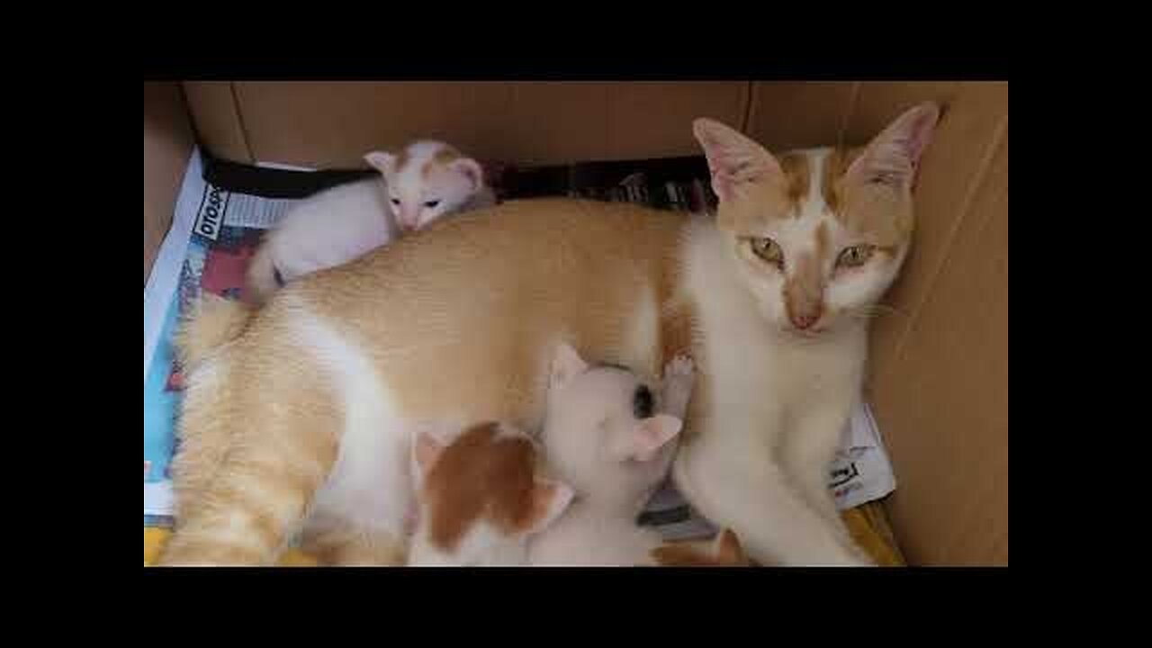 Cute Little Kitten Family Live in a Box with Mom