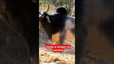 animais selvagem boi brigando #shorts #shortvideo