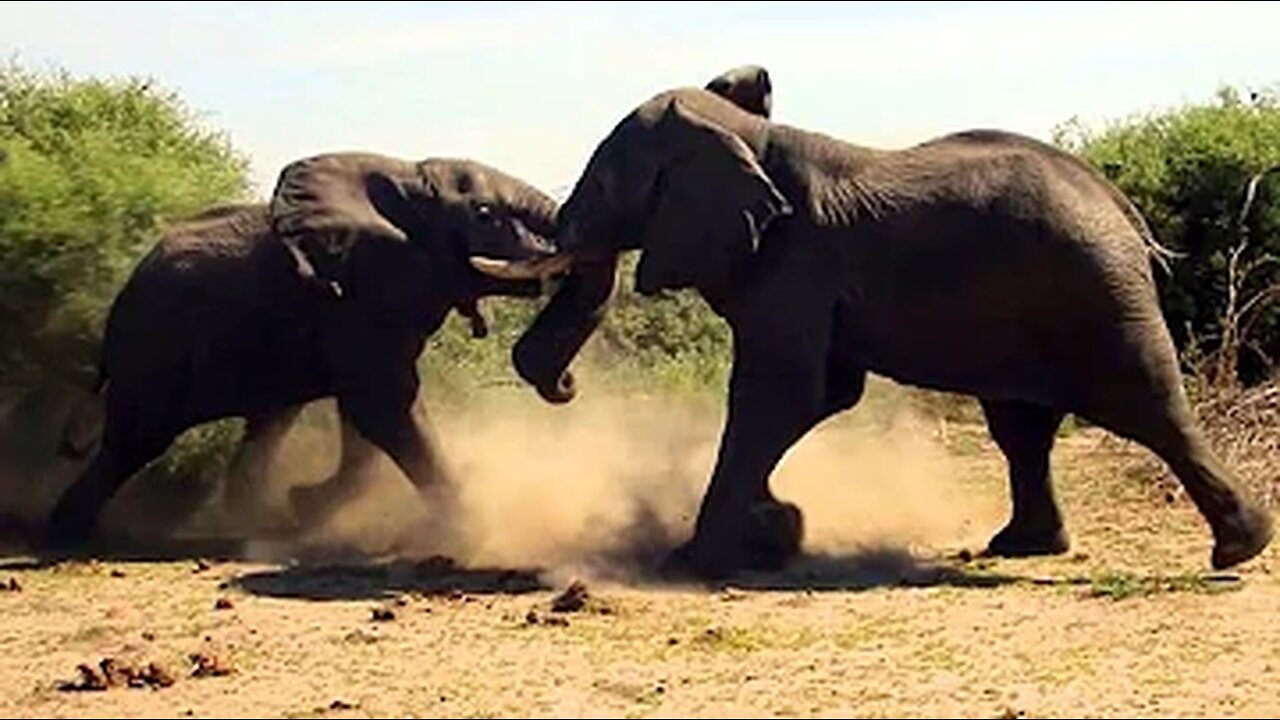 Elephant vs Elephant | Elephant Fights | Big Elephant Fights