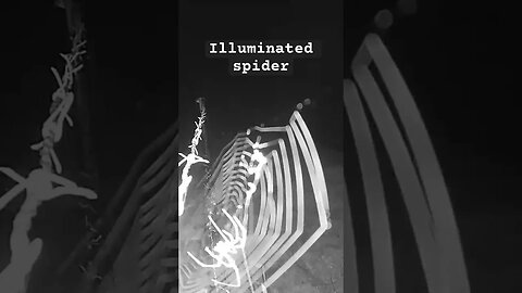 Illuminated spider