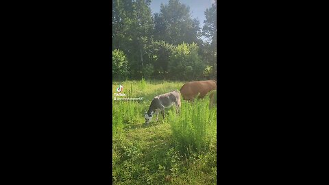 Happy cows and calves.
