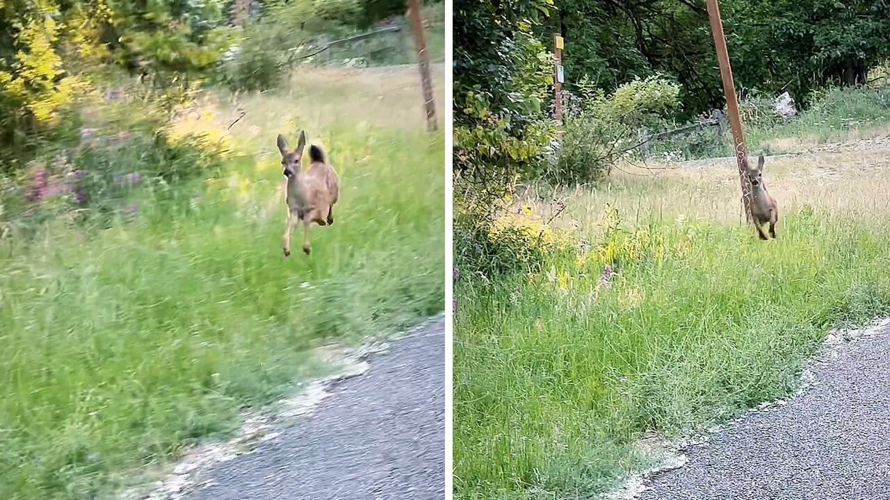 Baby deer shows its cute & joyful hops