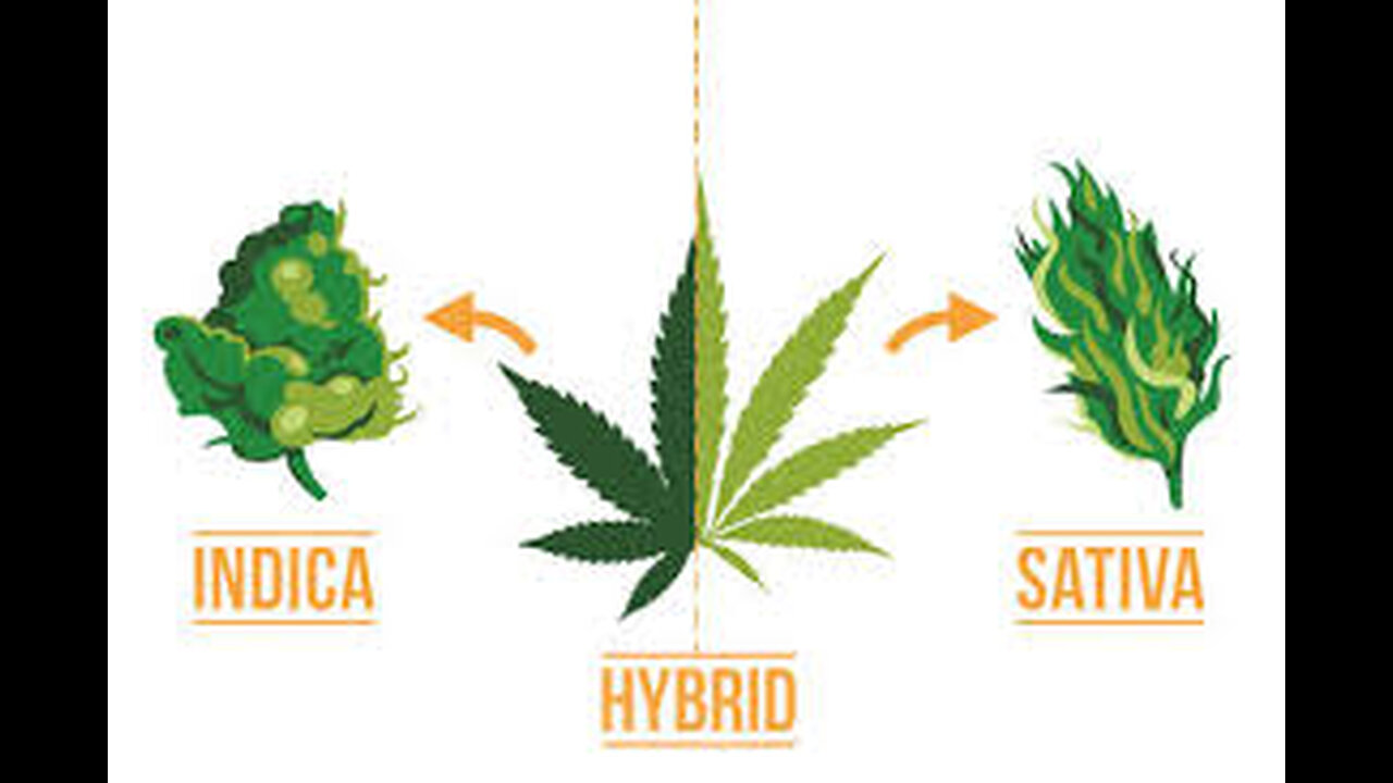 Talking About Terpenes & Cannabis - Terpological Protocol BASICS