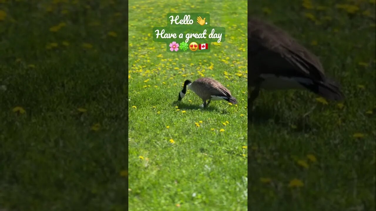 Canada Goose Grazing Grass πΈπππ¨π¦ | Greetings | Uplifting shorts | Journal