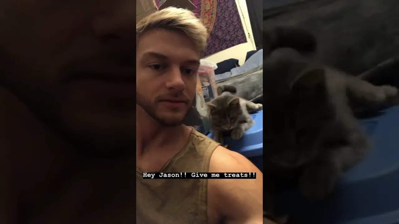 Kitty cat grabbing me