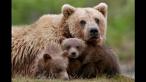 Mama bear wrestles tree to rescue cub