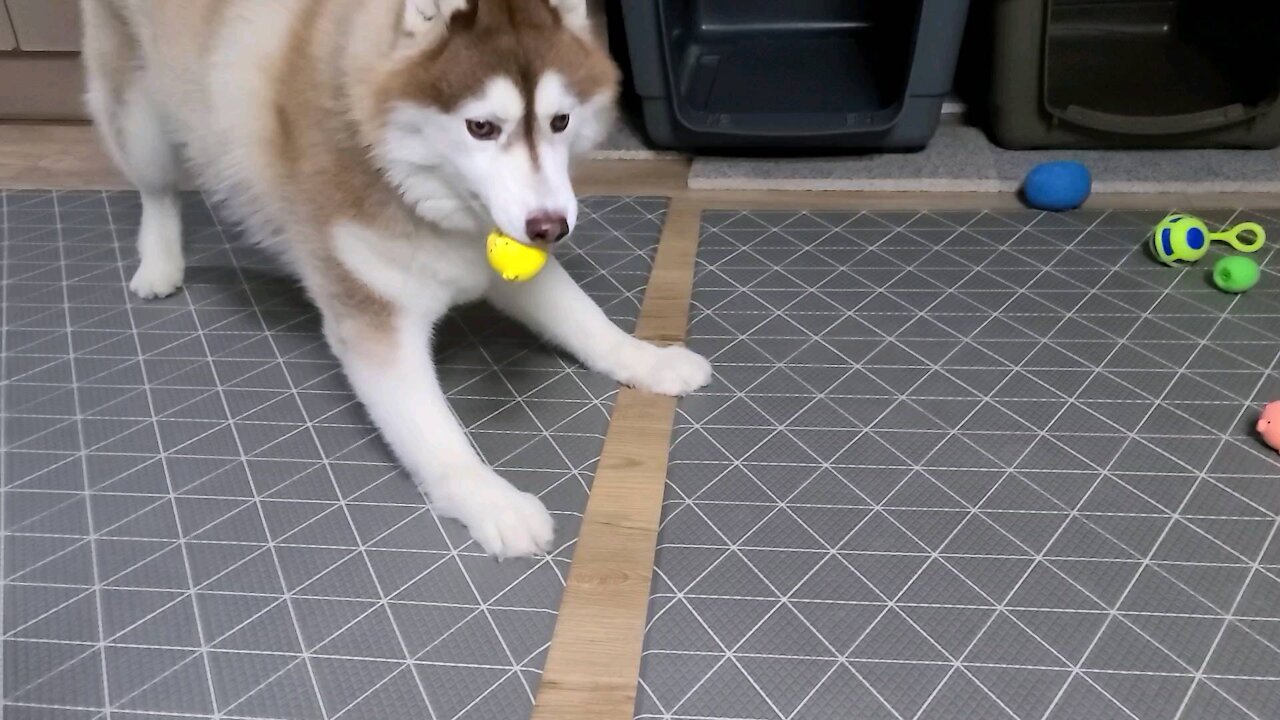 Husky Tan, who's having fun playing ball alone...so cute puchitan