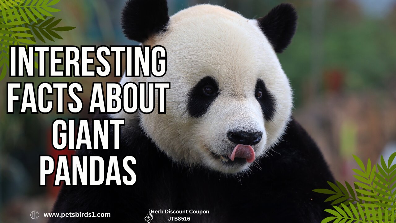 Uncovering the Best Facts and Information About Pandas #pets_birds