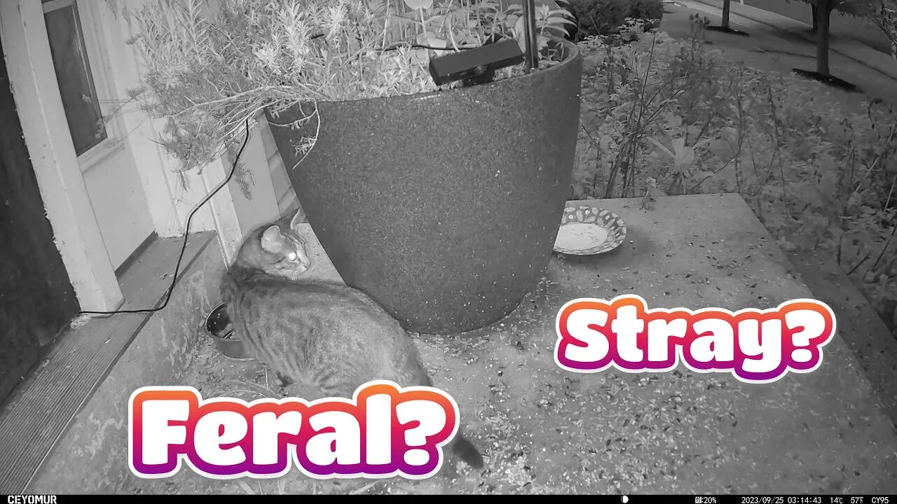 What's The Difference Between A Feral Cat And A Stray Cat? 😼