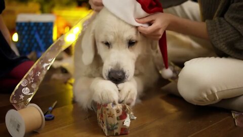 Cute golden retriever appetizingly chews christmas gift box on the floor
