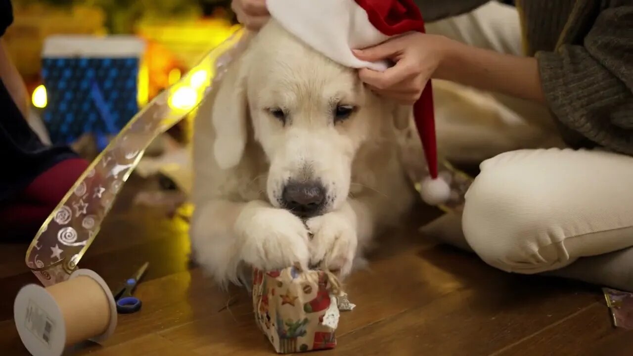 Cute golden retriever appetizingly chews christmas gift box on the floor