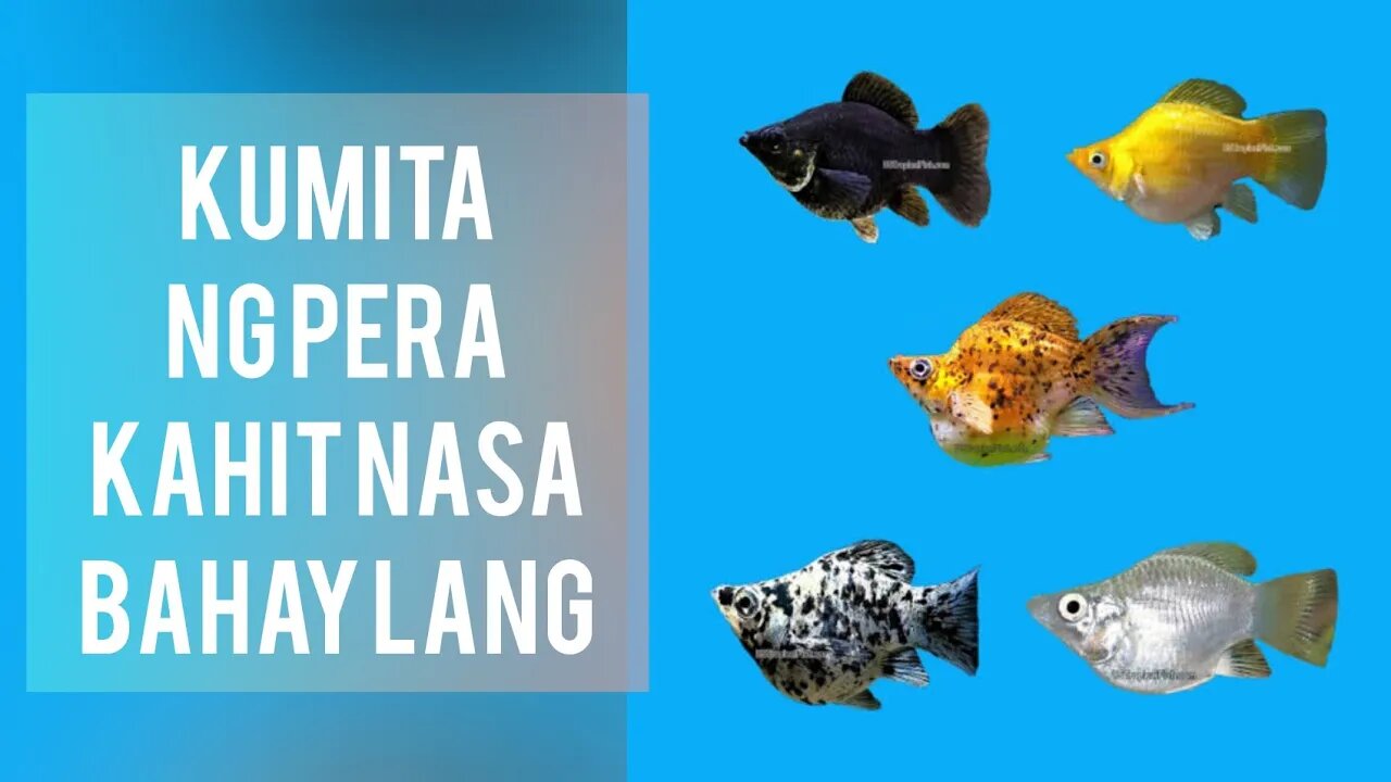 PAANO KUMITA SA PAG AALAGA NG ISDA