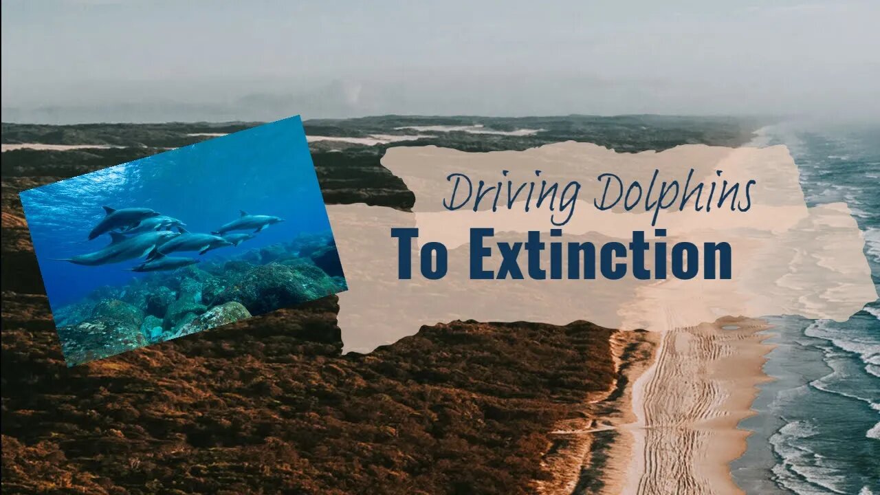 Dolphins In Danger: Money & Politics Risking An Ecosystem