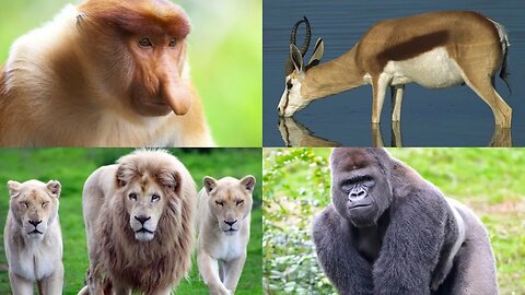 Marvelous Mammals - A Closer Look | Hub Spotlight 💡