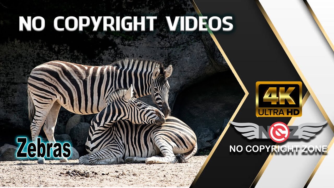 No Copyright Videos - Zebras - Many Deferent Video Footage of Zebras Behaviors - No Copyright Zone