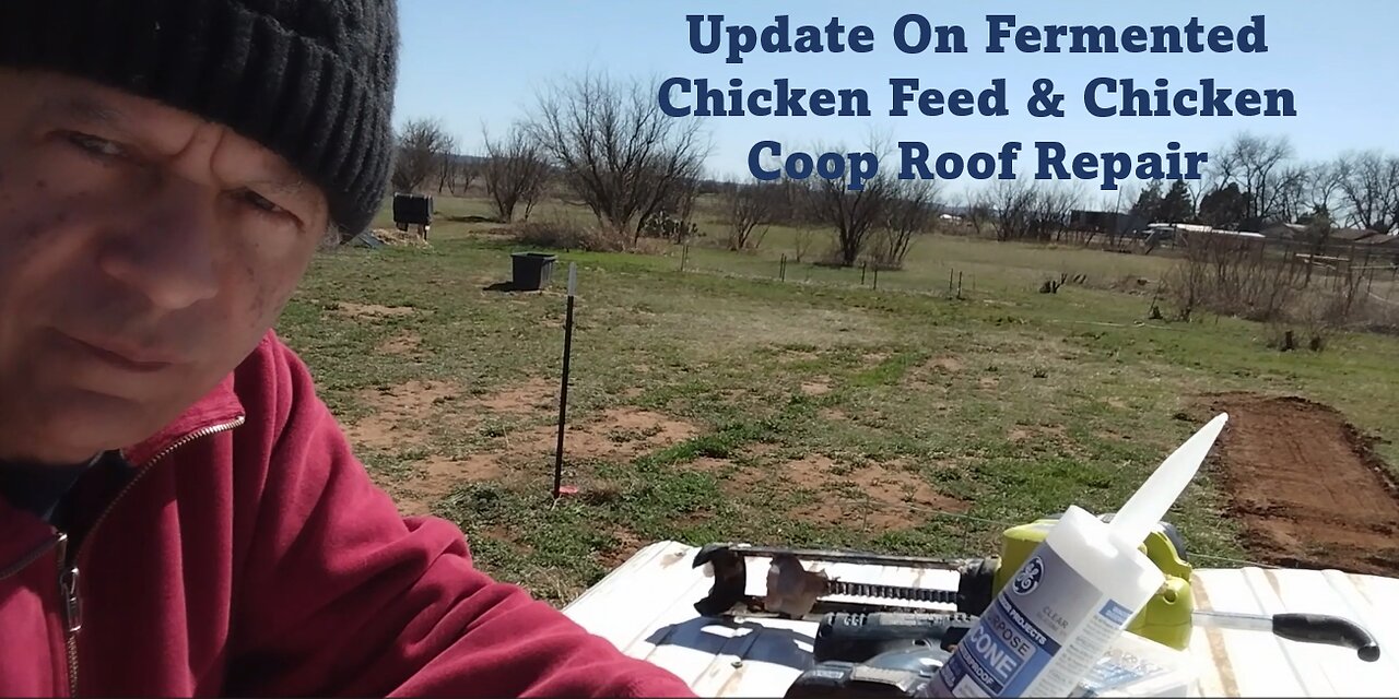 Update On Fermented Chicken Feed & Chicken Coop Roof Repair